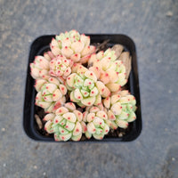 Sedum Perezdelarosae 焦糖精灵