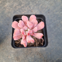 Echeveria New Irish Mint （small) 新爱尔兰薄荷(小号)