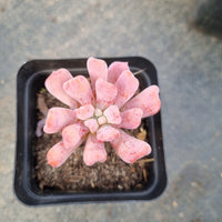 Echeveria New Irish Mint （small) 新爱尔兰薄荷(小号)