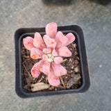 Echeveria New Irish Mint （small) 新爱尔兰薄荷(小号)