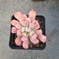 Echeveria New Irish Mint （small) 新爱尔兰薄荷(小号)