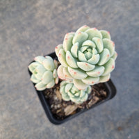 GLGhybrid - Sedum clavatum × Echeveria derenbergii 胭脂泪