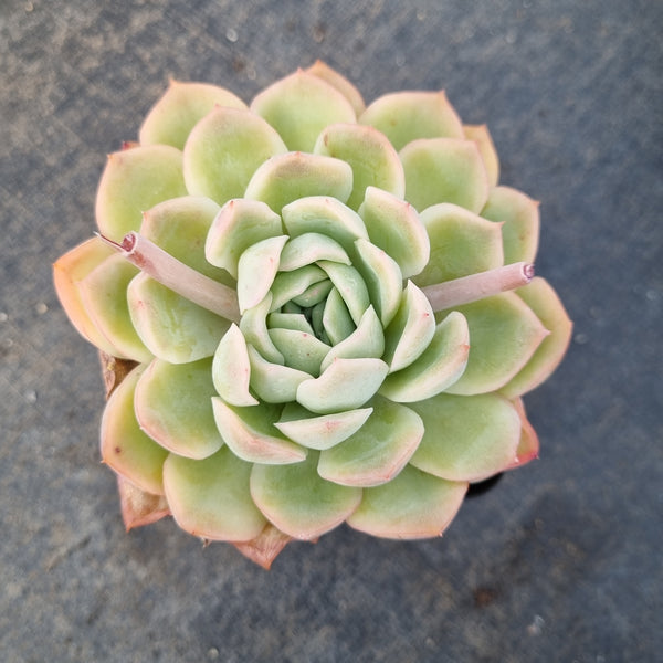 Echeveria ‘Suryeon’ 莎莎女王