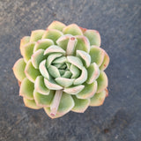 Echeveria ‘Suryeon’ 莎莎女王