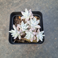 Dudleya gnoma 'White Sprite' 白菊