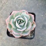 Echeveria Cansu 参宿薄荷