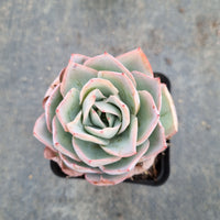 Echeveria Cansu 参宿薄荷