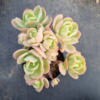 11cm pot Echeveria 'Peach pride' 碧桃11cm盆