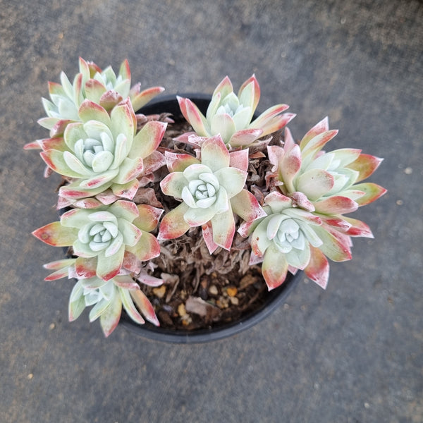 11cm pot Dudleya Farinosa 苹果叶11cm盆