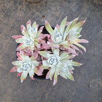 11cm pot Dudleya Farinosa 苹果叶11cm盆