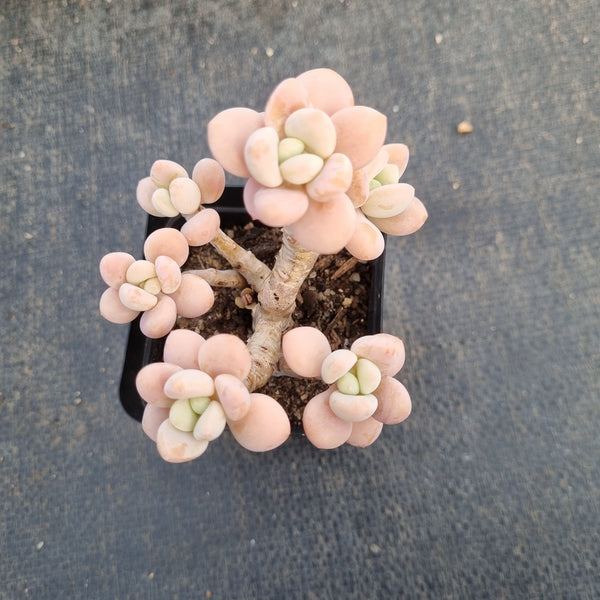 Graptosedum Miul  洛神