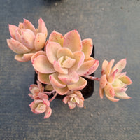 Echeveria 'Silk Veil'  丝绸面纱