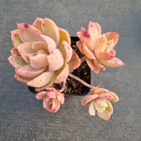 Echeveria 'Silk Veil'  丝绸面纱