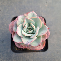 Echeveria Peaches and cream 奶油黄桃