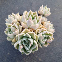 Echeveria Young Moon 弯月小群