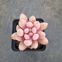 Pachyveria sp. (Pink Bunny) 奶兔