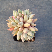 Pachyphytum 'Red Dragonfly'  红蜻蜓