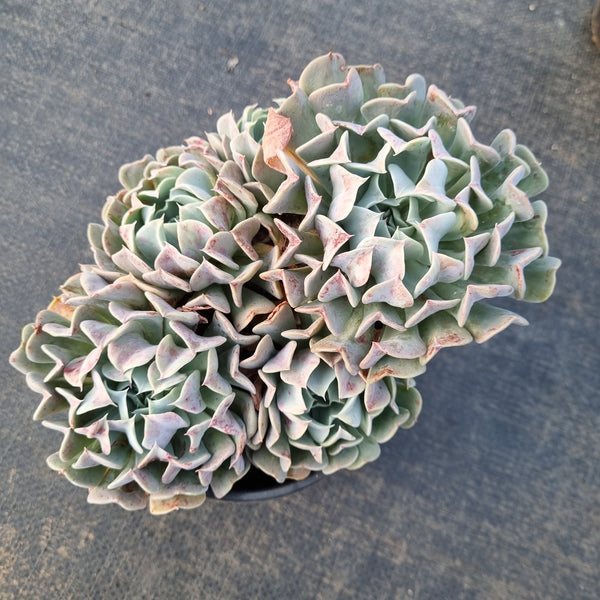 11cm pot Echeveria Pinwheel f. Revolution 革命11cm盆