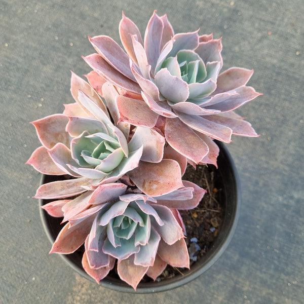 16cm pot Echeveria Pinky