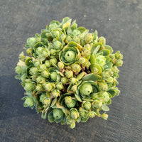 11cm pot Aeonium Aureum hybrid 玫瑰杂11cm盆