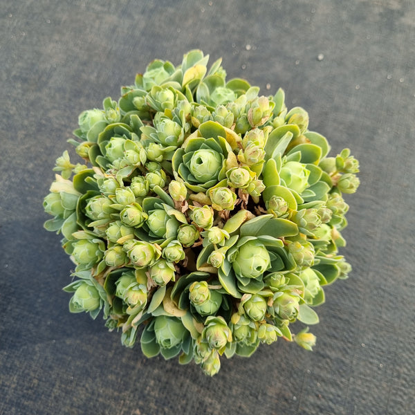 11cm pot Aeonium Aureum hybrid 玫瑰杂11cm盆