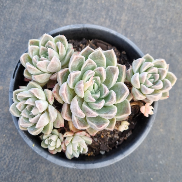 11cm pot Echeveria 'Athena' 雅典娜11cm盆