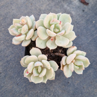 Graptoveria 'A Grim One' 格林