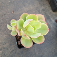 Echeveria 'Peach pride' 碧桃