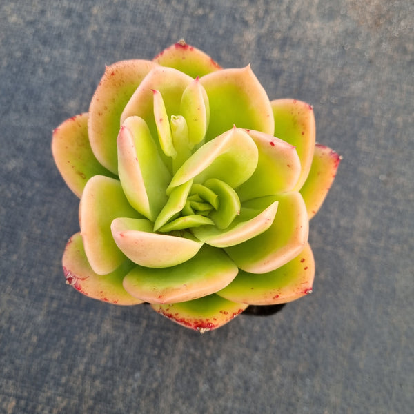 Echeveria Golden Glow 金辉