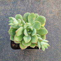 Echeveria Sugared 砂糖