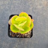 Echeveria Multicaulis 'Ginmei Tennyo' 红梅