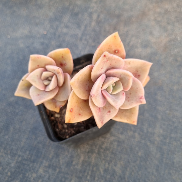 Graptoveria Albert Baynes 厚叶旭鹤