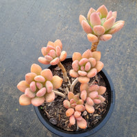 15cm pot Pachyveria Doctor Cornelius 青星美人15cm盆