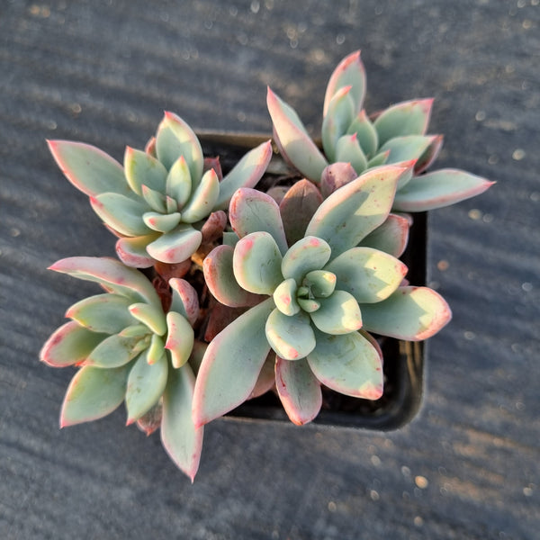 Echeveria 'Cleone' 露西