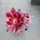 Aeonium 'Medusa' 美杜莎