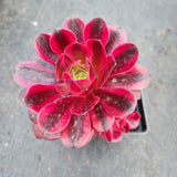 Aeonium 'Medusa' 美杜莎