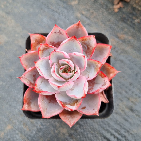 Echeveria Hera 赫拉