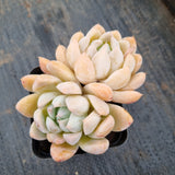 Echeveria 'Rumengling' (如梦令 E. Alba beauty hybrid)