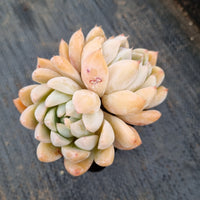 Echeveria 'Rumengling' (如梦令 E. Alba beauty hybrid)