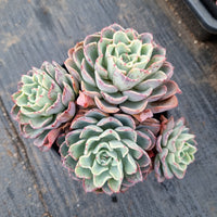 11cm pot Echeveria lara