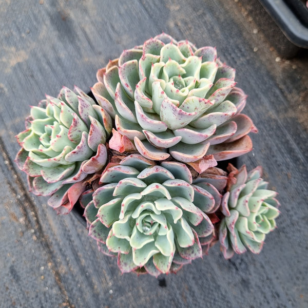 11cm pot Echeveria lara