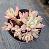 11cm pot Echeveria 'Cleone' 露西11cm盆