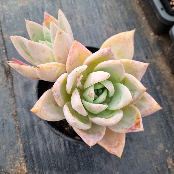 11cm pot Echeveria Mexican Giant hybrid 墨西哥巨人杂11cm盆