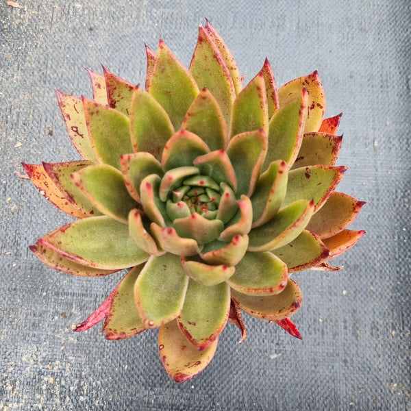 11cm pot Echeveria agavoides 'Victor Reiter' 胜者骑兵11cm盆