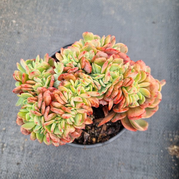 Echeveria Briar Rose crested 布莱恩玫瑰缀化