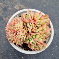 11cm pot Echeveria Low 绮罗11cm盆