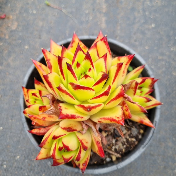 11cm pot Echeveria Agavoides Lipstick aka. Red Edge 口红