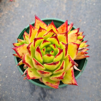 11cm pot Echeveria Agavoides Lipstick aka. Red Edge 口红