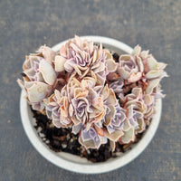 11cm pot Echeveria shaviana hime crested 沙维娜缀化11cm盆