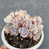 11cm pot Echeveria shaviana hime crested 沙维娜缀化11cm盆